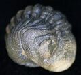 Bumpy, Enrolled Barrandeops (Phacops) Trilobite #11285-1